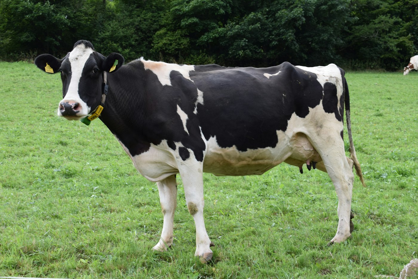 Cow / Bull