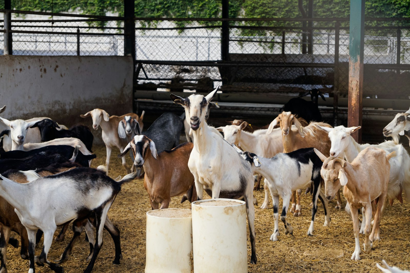 Qurbani 2026