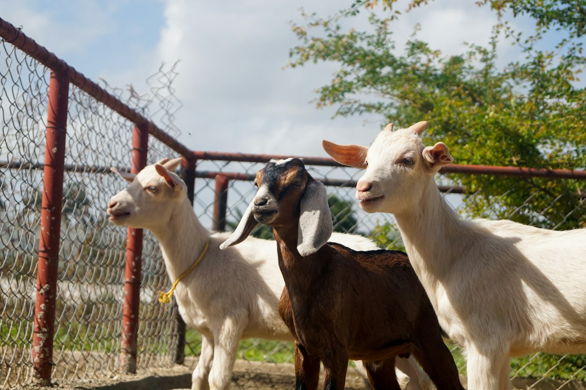 Healthy goats for Qurbani
